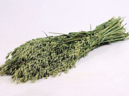 Avena oats 70cm 0